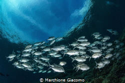 Group of Carangi taken almost on the surface, with the sk... by Marchione Giacomo 